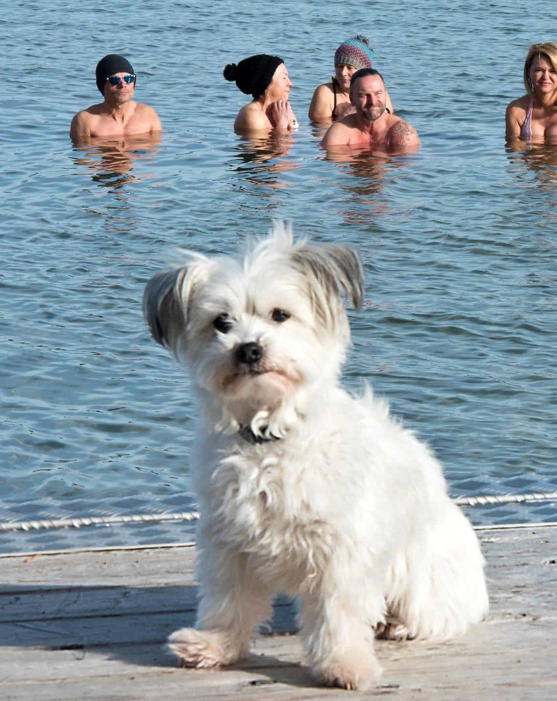 Kaltwasser-Bader Ammersee, Dießen. Der zehnjährige Malteserhund Lucky zieht es vor, auf dem trockenen Steg zu warten.....